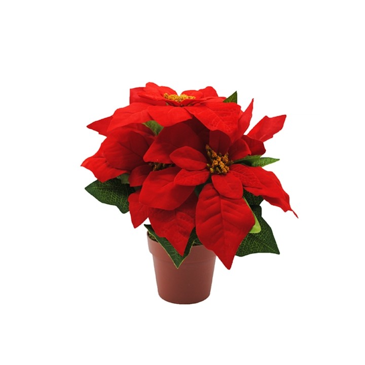 Fleurs rouges éclatantes dans un pot en terre cuite, ornées de feuilles vertes.