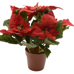 Fleurs rouges éclatantes dans un pot, avec des feuilles vertes luxuriantes.