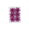 Collection Mauve