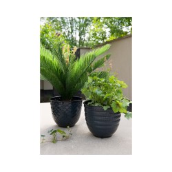 Cycas en pot plastique