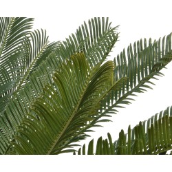 Cycas en pot plastique