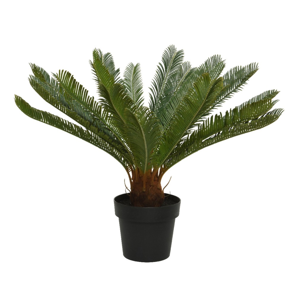 Cycas en pot plastique