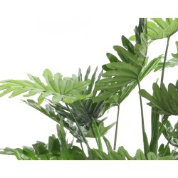 Feuilles vertes luxuriantes aux formes découpées, créant une ambiance tropicale.
