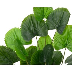 Feuilles vertes brillantes, aux formes en éventail, créant une ambiance tropicale.