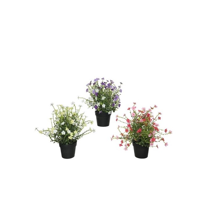 Trois pots de fleurs colorées : violet, rose et blanc, avec feuillage délicat.