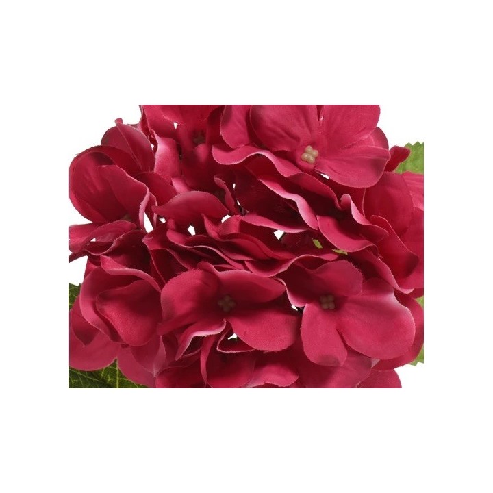 Bouquet de fleurs rouges, aux pétales ondulés et brillants, entouré de feuilles vertes.