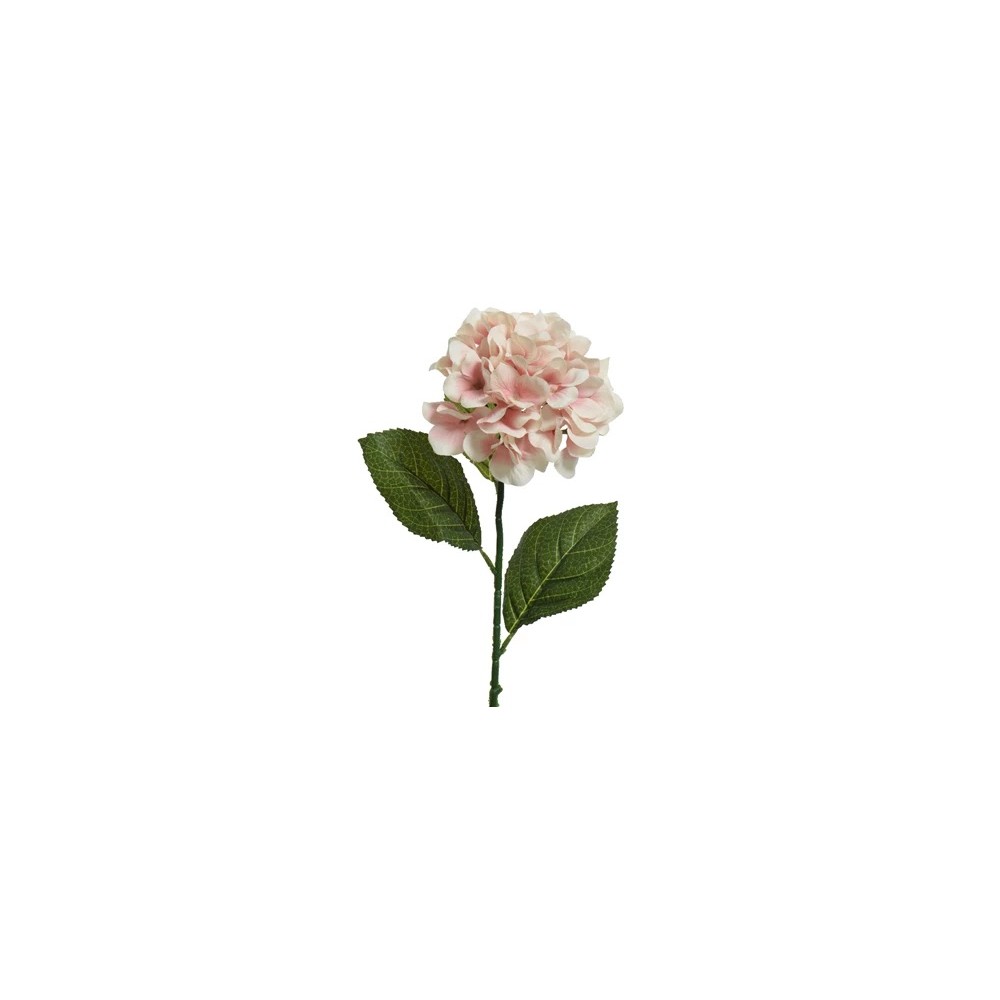 Fleur délicate aux pétales roses, accompagnée de feuilles vertes, sur une tige fine.