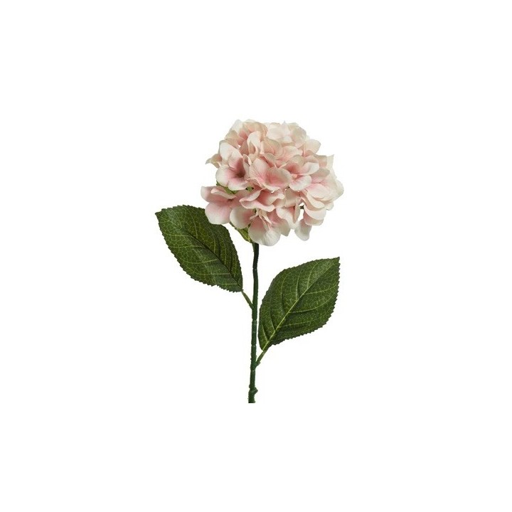 Fleur délicate aux pétales roses, accompagnée de feuilles vertes, sur une tige fine.
