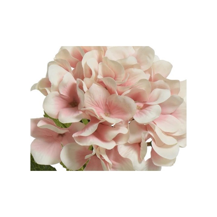 Fleurs délicates aux pétales roses et blancs, disposées en bouquet harmonieux.