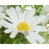 Fleur blanche avec pétales délicats et cœur jaune vif, sur fond verdoyant.