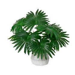 Plantes luxuriantes aux larges feuilles vertes dans un pot tressé blanc.
