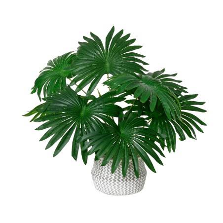 Plantes luxuriantes aux larges feuilles vertes dans un pot tressé blanc. Plantes luxuriantes aux larges feuilles vertes dans un pot tressé blanc.