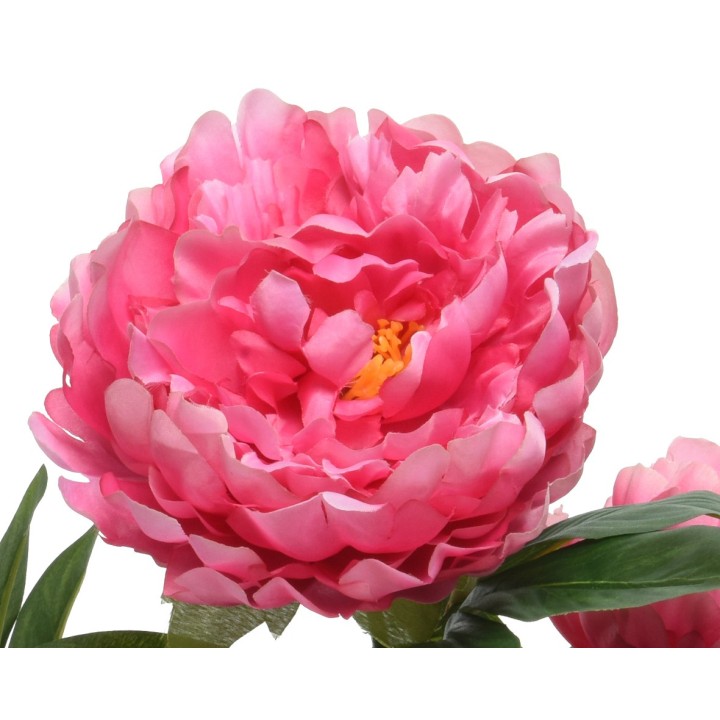 Pivoine rose éclatante aux pétales délicats et feuillage vert vibrant.