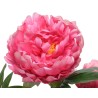Pivoine rose éclatante aux pétales délicats et feuillage vert vibrant. Pivoine rose éclatante aux pétales délicats et feuillage vert vibrant.