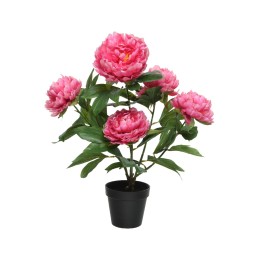 Pivoine rose éclatante en pot noir, feuillage vert luxuriant.
