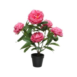Pivoine rose éclatante en pot noir, feuillage vert luxuriant.
