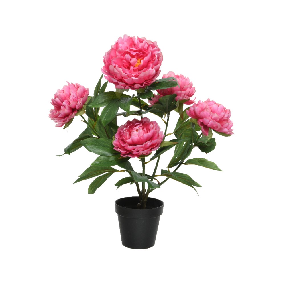 Pivoine rose éclatante en pot noir, feuillage vert luxuriant.