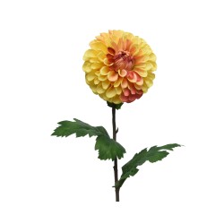 Fleur de dahlia ronde, jaune et orange, sur une tige verte feuillue.