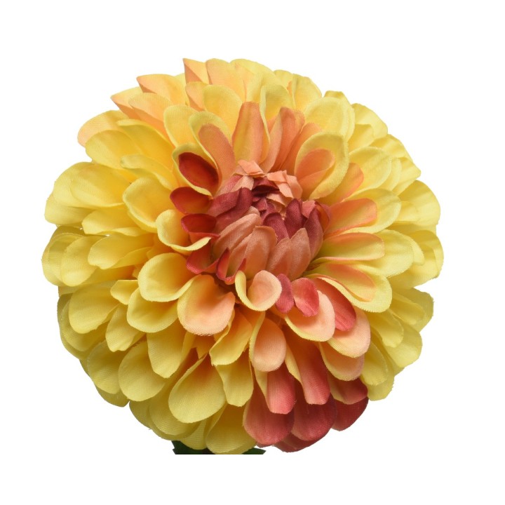Fleur volumineuse aux pétales jaunes et orangés, évoquant la chaleur du soleil.