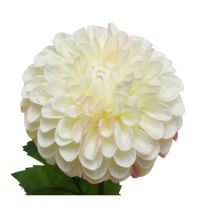 Fleur dahlia blanche aux pétales délicatement ondulés et feuillage vert.