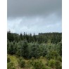 Un champ de sapins verdoyants sous un ciel nuageux et gris. Un champ de sapins verdoyants sous un ciel nuageux et gris.