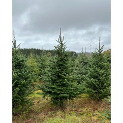 Forêt de sapins verdoyants sous un ciel nuageux, ambiance paisible et naturelle.