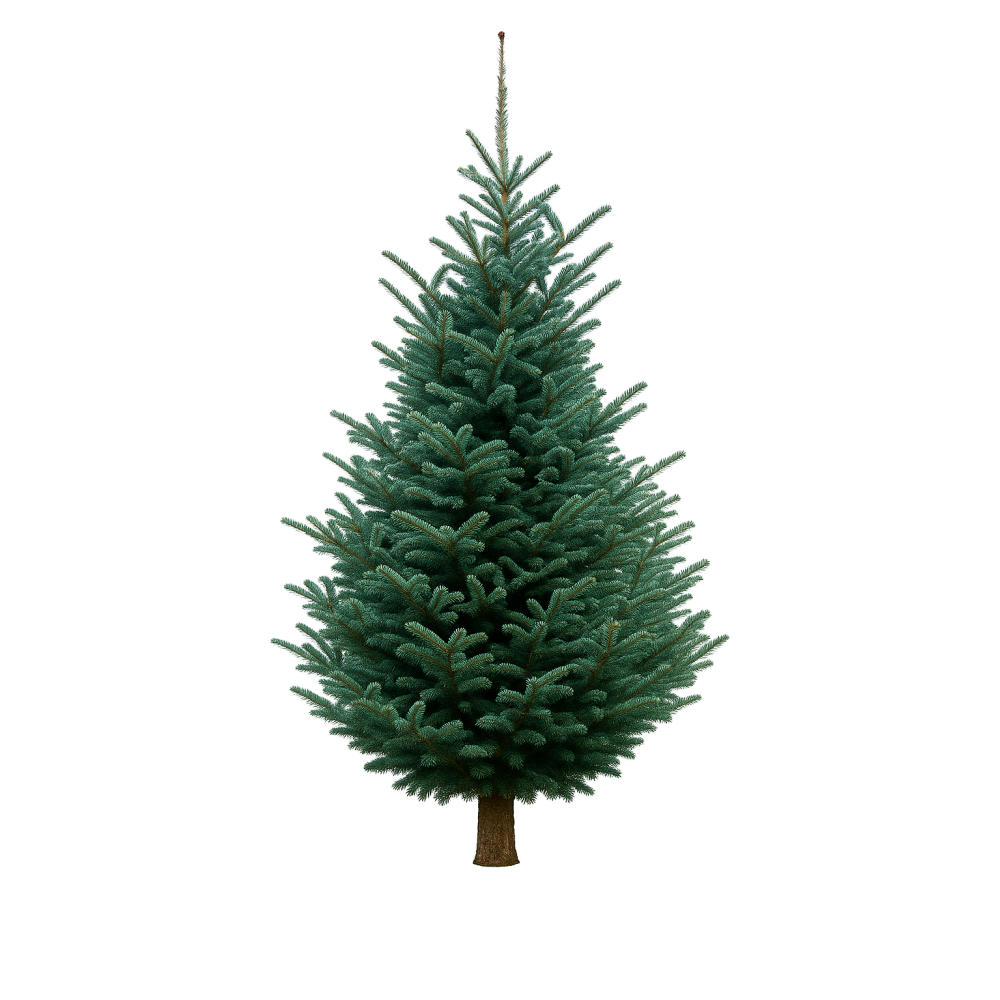 Sapin vert dense, branches étalées, tronc brun, ambiance naturelle et festive.