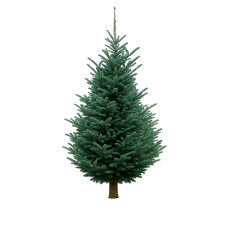 Sapin vert dense, branches étalées, tronc brun, ambiance naturelle et festive. Sapin vert dense, branches étalées, tronc brun, ambiance naturelle et festive.