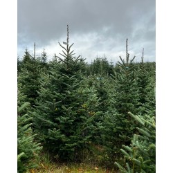 Forêt dense de sapins verts sous un ciel nuageux, ambiance calme et naturelle.