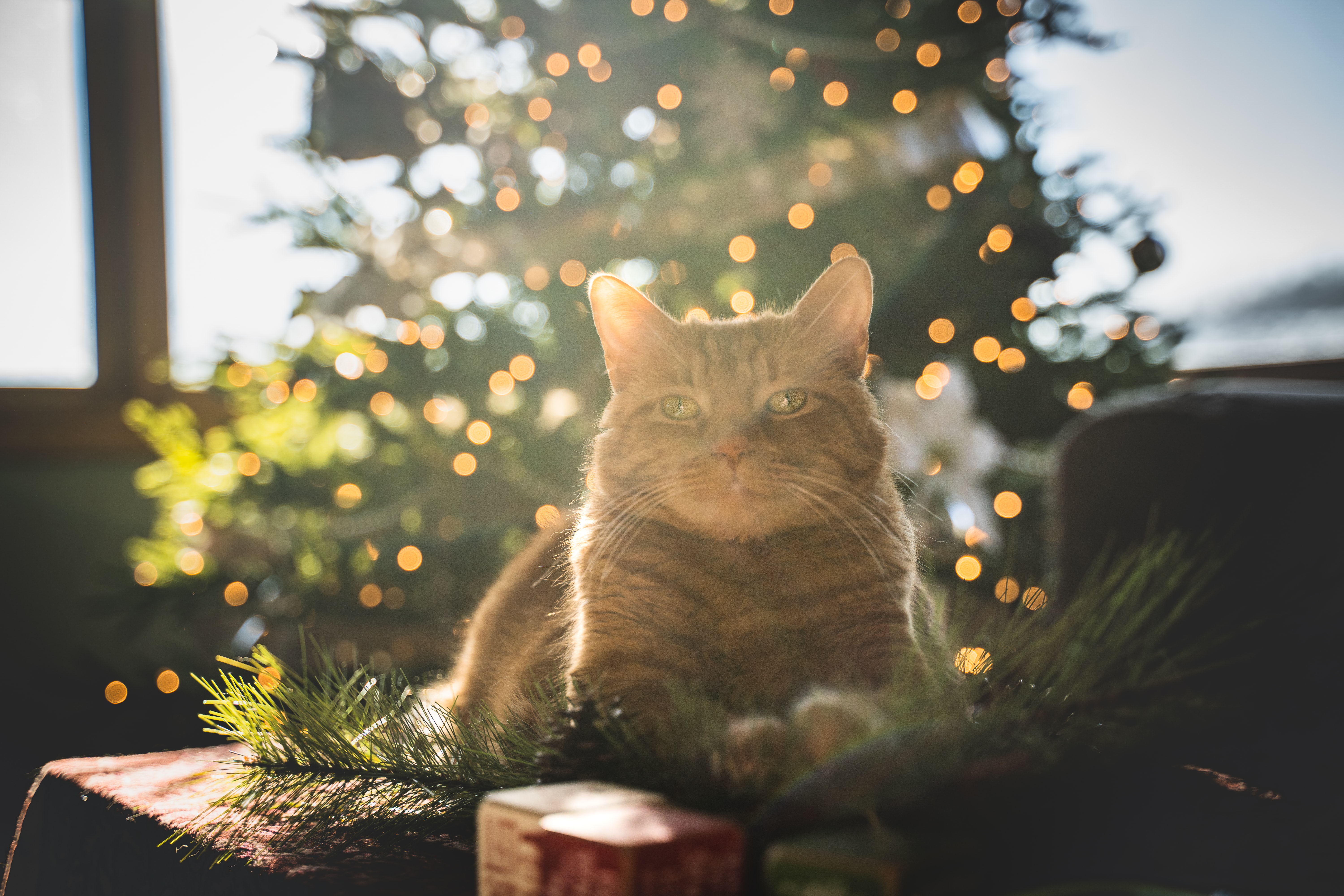 Chat et sapin de Noel