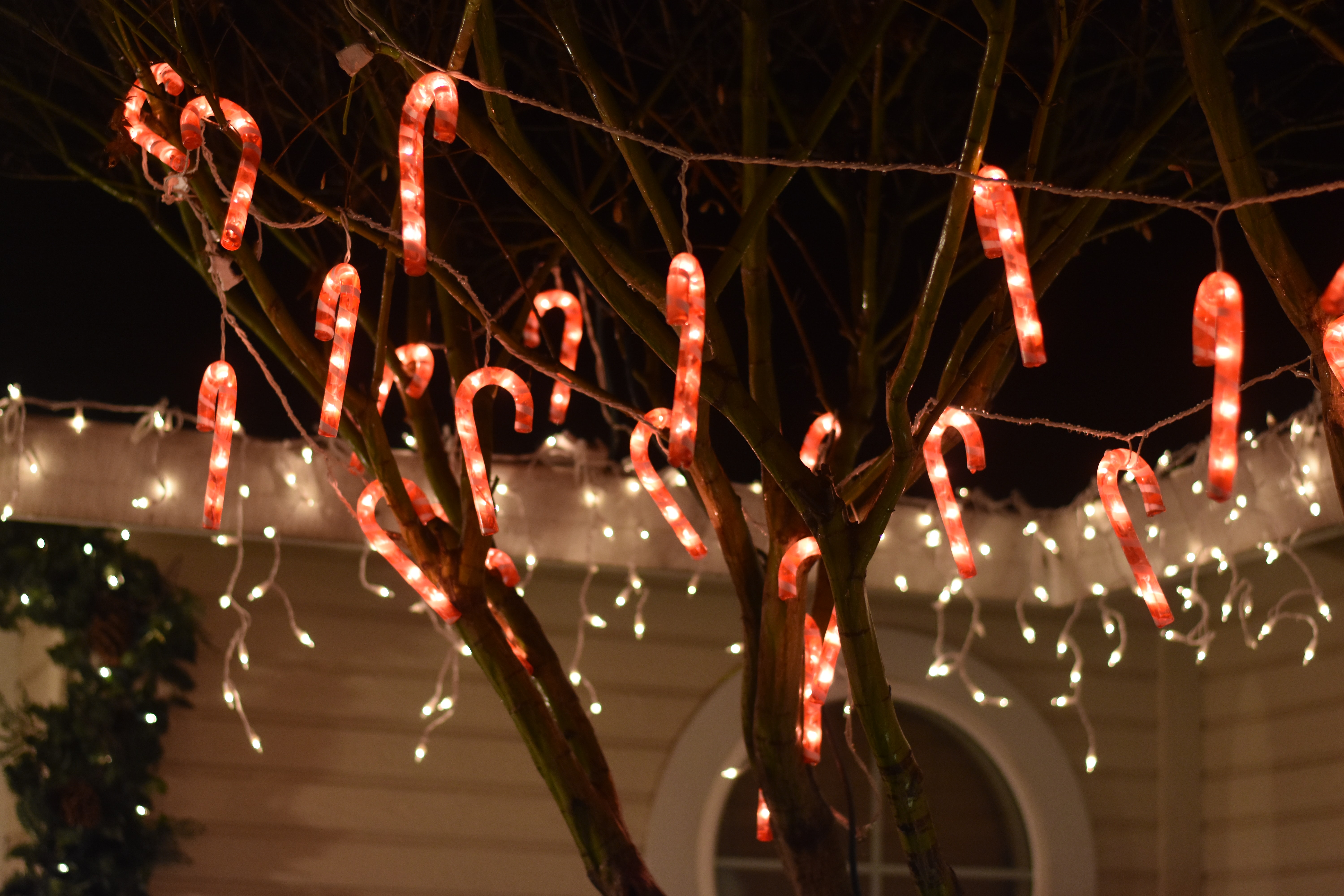 Sucre d'orge sur un arbre pour Noel