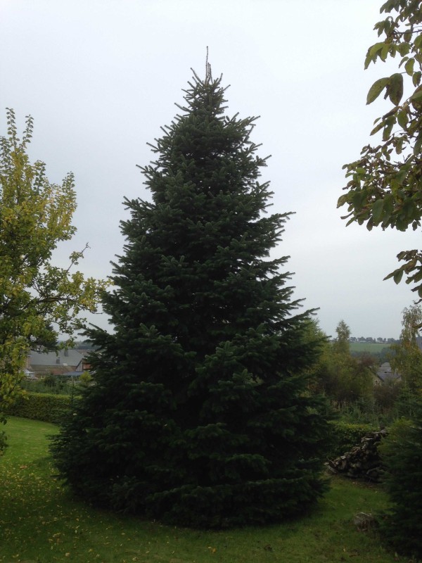 Pièce maîtresse de sapin de Noël festif dans grand hall