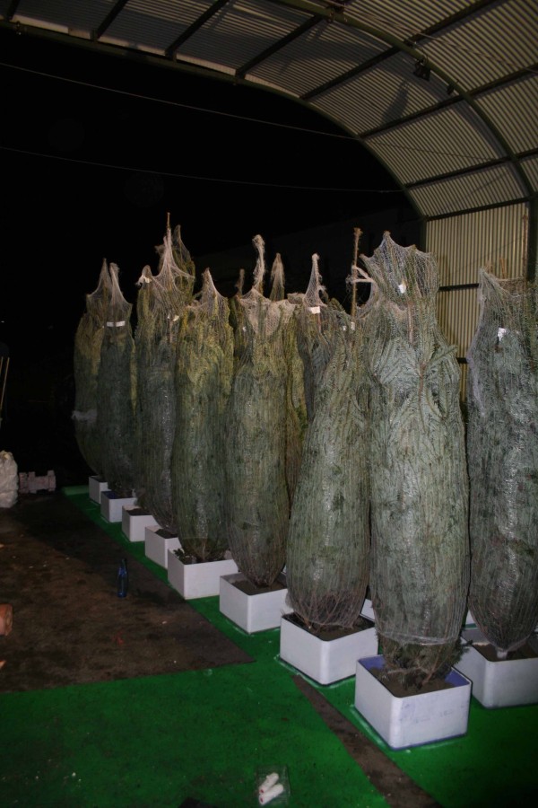 Sapins de Noël emballés en entrepôt