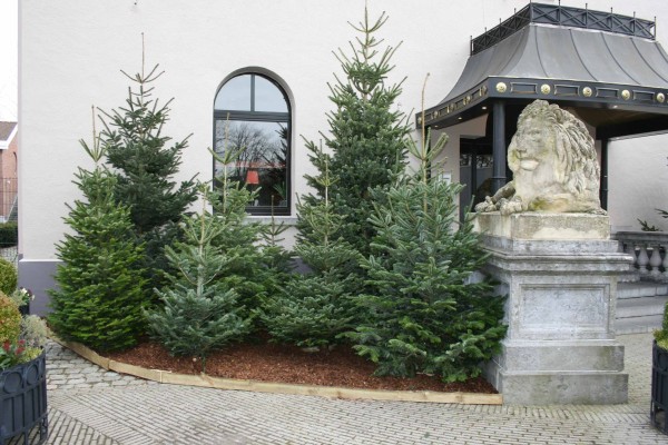 Sapins de Noël naturels exposés devant jardinerie