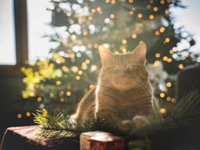Animaux et sapin de Noël : comment éviter les accidents ?